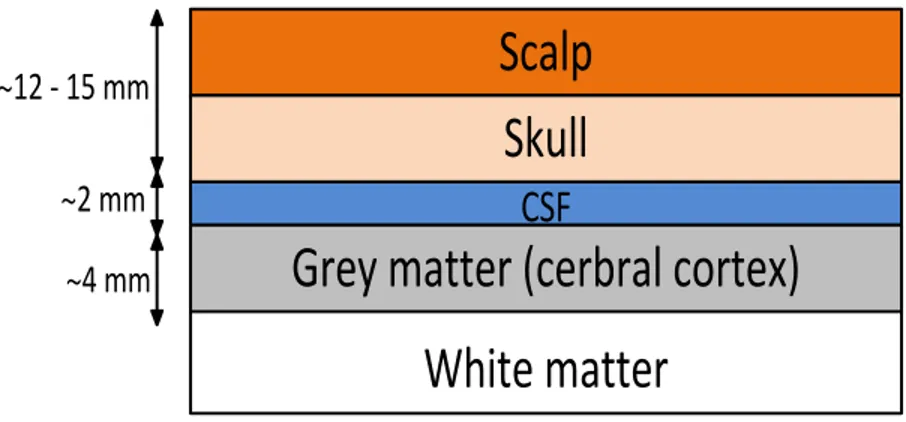 Figure 1.3: Various tissues of the human scalp 