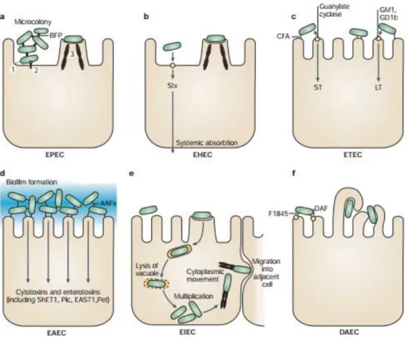 Figure  1  Pathogenic  schema  of  diarrhoeagenic  E.  coli.  The  six  recognized  categories  of  diarrhoeagenic E