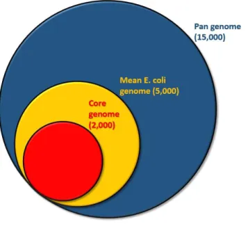 Fig  4:  Representation  of  the  all  gene  repertoire  of  E.  coli.  The  pan  genome  designates the ensemble of gene that may be found in some E