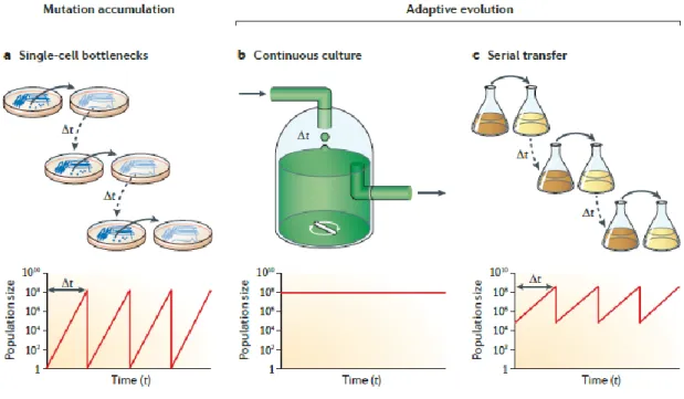 Fig  5:  the  different  methods  of  experimental  evolution  and  their  effect  on  population sizes