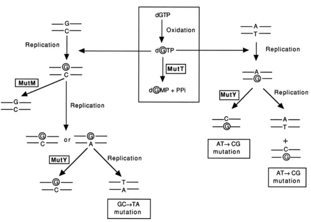 Fig 10: Consequences of incorporation of 8-oxodGTP opposite template C and A,  and  the  role  of  the  mutT  or  mutY  and  mutM  genes  in  avoiding  A·T→C·G  and  G·C→T·A  transversion  mutations