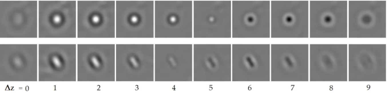 Figure I.1.6 displays a sequence of images for two kinds of bacteria stuck at the solid surface, taken every 1 µm (for the microscope Z-stage position)