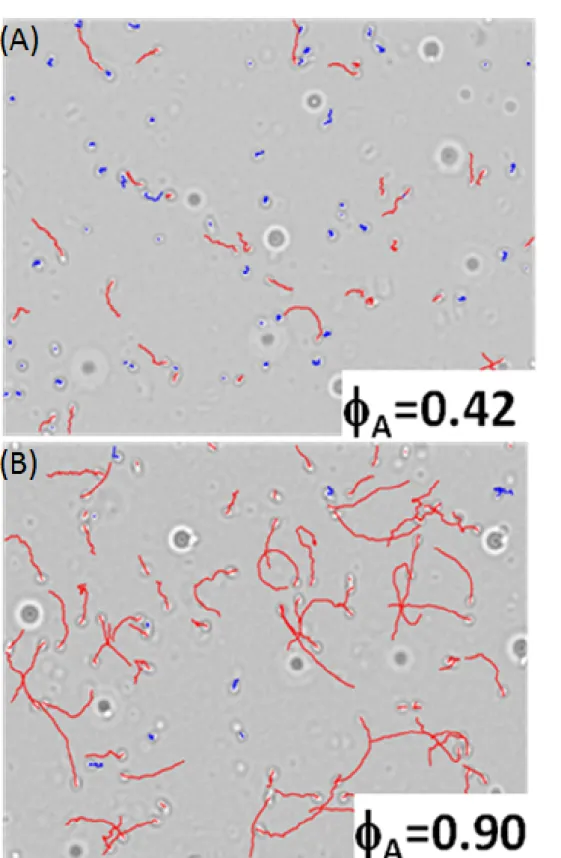 Figure I.1.12: Identification of the swimmer populations by tracking active swimmers (red tracks) and random swimmers (blue tracks), φ A is the corresponding fraction of active  swim-mers.