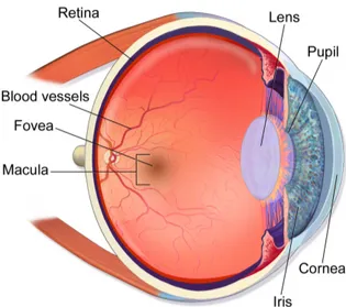 Figure I.1 – Anatomy of the human eye. The retina covers the whole back of the eye. source: Blausen (2014)
