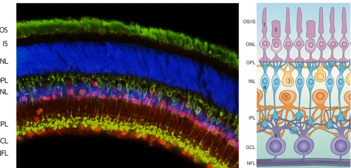 Figure I.2 – Layered organization of the retina. Left: vertical section of the mouse retina