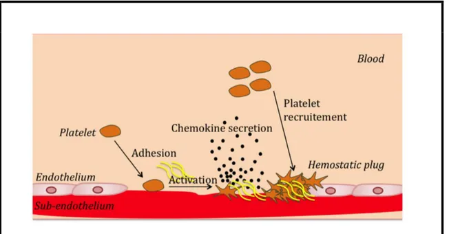 Figure  1.  Formation  of  hemostatic  plug.  During  primary  hemostasis,  following 