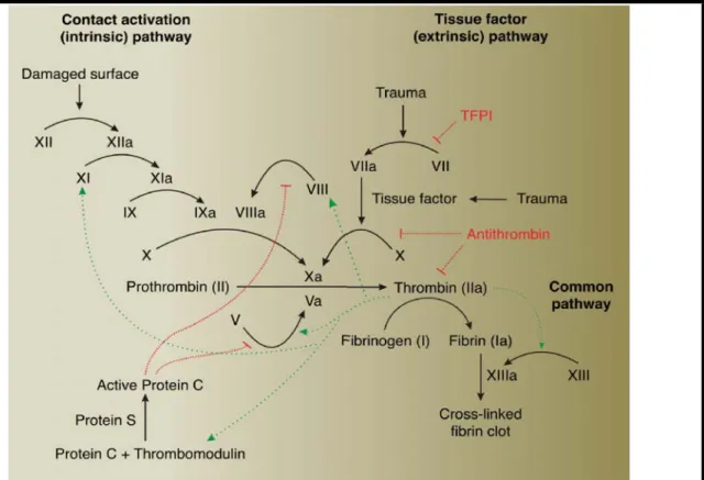 Figure 2. Representation of the blood coagulation system. Coagulation cascade 