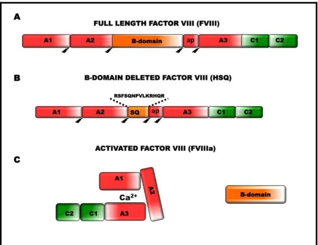 Figure 3. Subunit structure of FVIII.   A) FVIII contains a heavy chain consisting of 