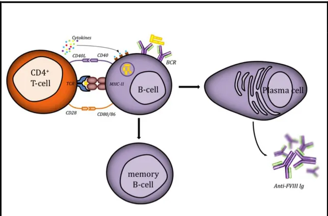 Figure 5. Development of antibody responses  to FVIII.  Following stimulation of T 