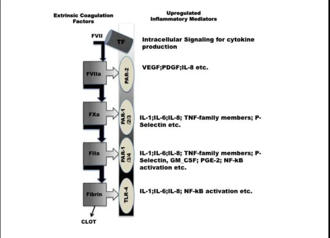 Figure 7. Coagulation activation can lead to pathological inflammation.  Several of 