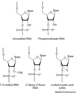 Figure 1-2 : Les modifications chimiques des siARN (Paroo &amp; Corey, 2004) 