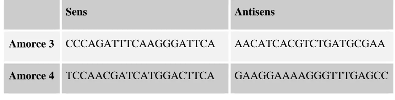 Tableau  3.4  Les  séquences  des  couples  d’amorces  utilisés  pour  l’amplification  des  parties  qui délimitent les siApoB par PCR 