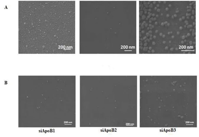 Figure  4-2 :  Images  des  nanoparticules  chitosane/siApoB  obtenues  par  microscope  électronique à balayage environnemental (ESEM) 