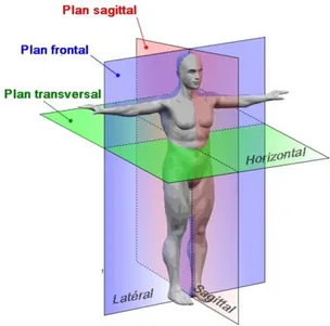 Figure 1.1: Plans anatomiques (adaptée de wikipedia.org) 