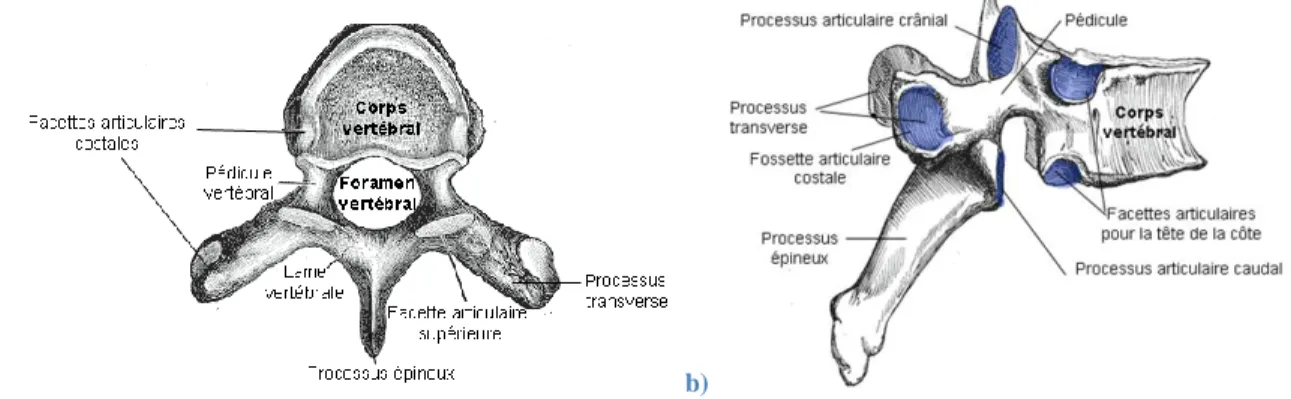 Figure 1.3: Anatomie d'une vertèbre thoracique a) vue de dessus b) vue latérale (adaptée de wikipedia.org)   Celles-ci  sont  formées  vers  l’avant  par  un  corps  vertébral  discoïde  et  vers  l’arrière  de  l’arc  vertébral  composé  lui-même  de  deu