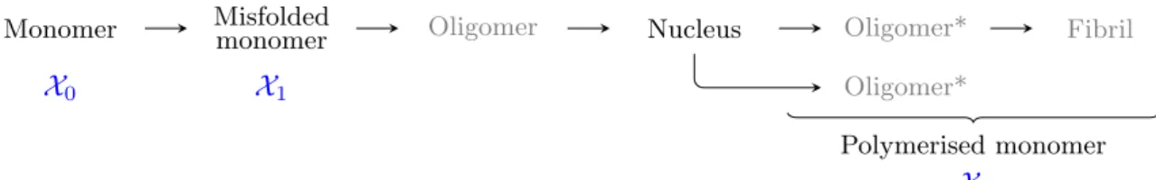 Figure 1.5: Intermediate states of a protein during polymerisation, from monomers to polymers