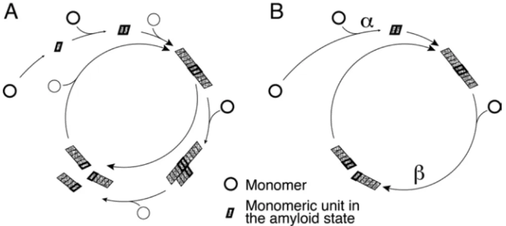 Figure 2.1: (A) Schematic illustration of a full amyloid assembly model, including conformational ex- ex-change, nucleation, elongation growth, secondary surface nucleation and fibril fragmentation processes