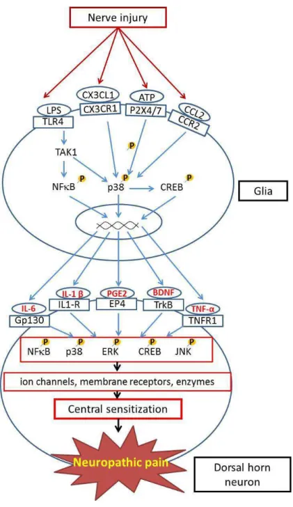 Figure 11: Main signaling pathways involved in neuropathic pain. 