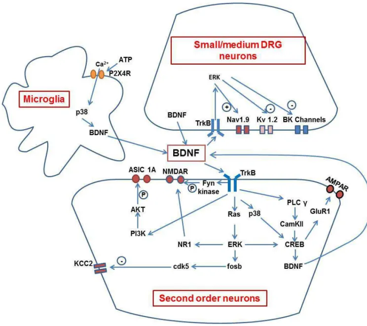 Figure 13: BDNF signaling pathways related to neuropathic pain. BDNF released from  microglia and small/medium DRG neurons binds to TrkB receptors in the latter neurons and  onand second order neurons in the dorsal horn of the spinal cord