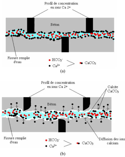 Figure 4.8 : Phénomènes de croissance de la calcite (Edvardsen, 1999)  (a) croissance en surface (b) croissance par diffusion 