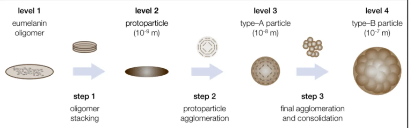 Figure 1.5 Supramolecular buildup of eumelanin. Reprinted with permission (granted by Creative  Commons Attribution License of Open Access) from Ref