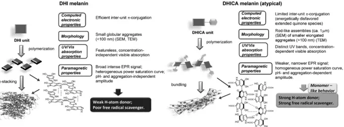 Figure 1.8 Differences in structure and properties between DHI-melanin and DHICA-melanin