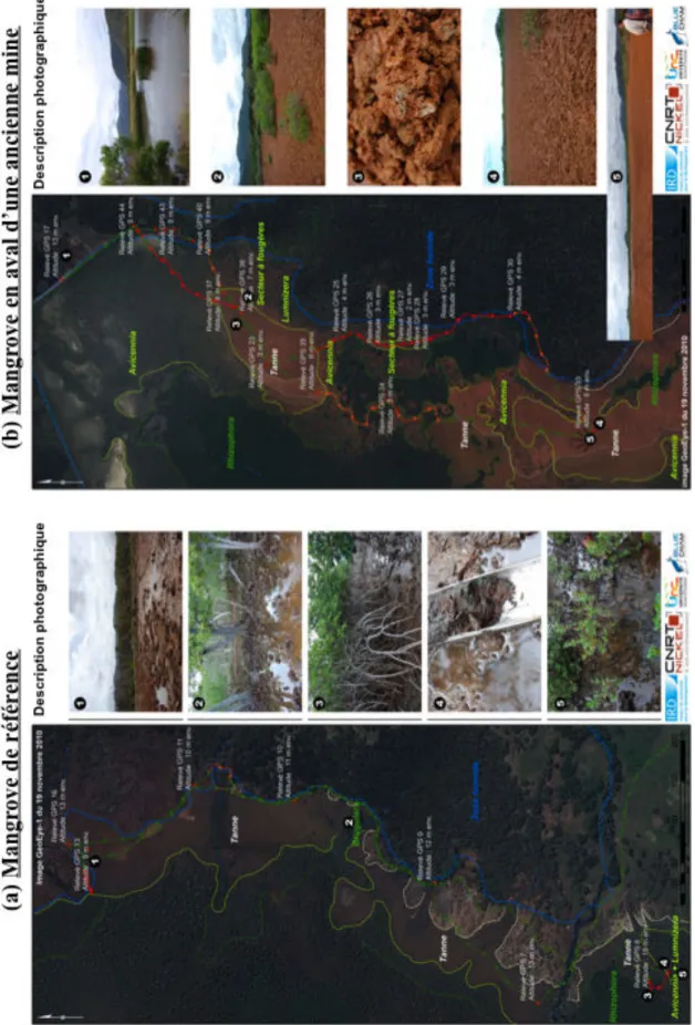 Figure  II-2 : Localisation  et  description  photographique  des  différentes  zonation  constitutives  (Tannes,  Avicennia  et  Rhizophora)  de  la  mangrove  de  référence  (a)  et  de  la  mangrove en aval de l’ancienne exploitation minière (b)