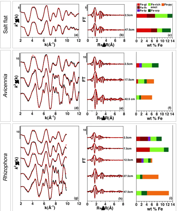 Figure  III-6:  Fe  K-edge  X-ray  absorption  spectroscopy  data  of  the  mangrove  sediment  samples  beneath  salt  flat,  Avicennia  and  Rhizophora