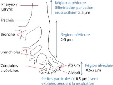 Figure 1.6 La structure pulmonaire et les exigences sur la taille des particules de m´ edicament (sch´ ema modifi´ e de (1))