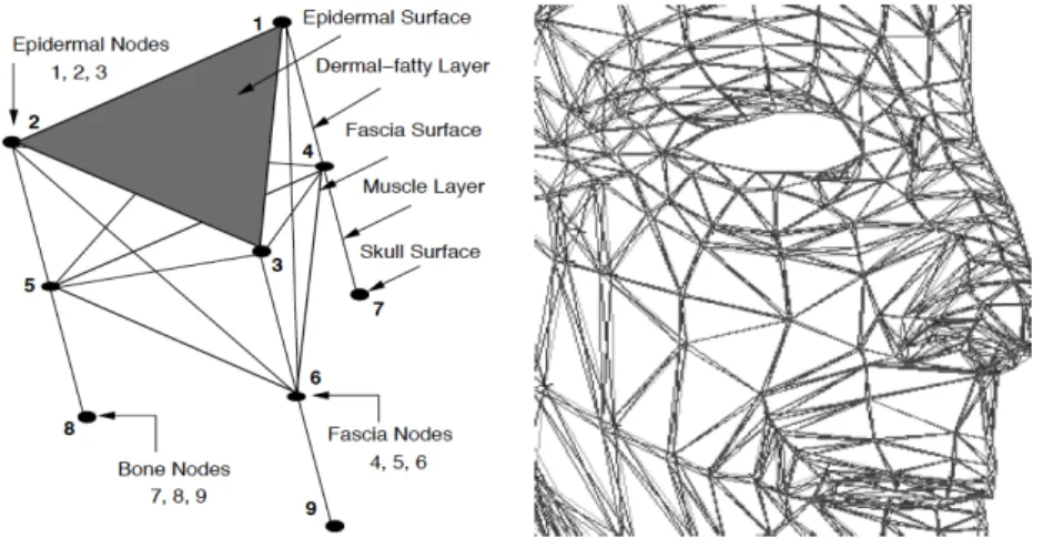 Figure 1.7 : La peau représentée par cinq différentes couches de ressorts (gauche) et une  vue rapprochée du maillage facial (droite), tiré de (Lee, Terzopoulos, &amp; Walters, 1995) 