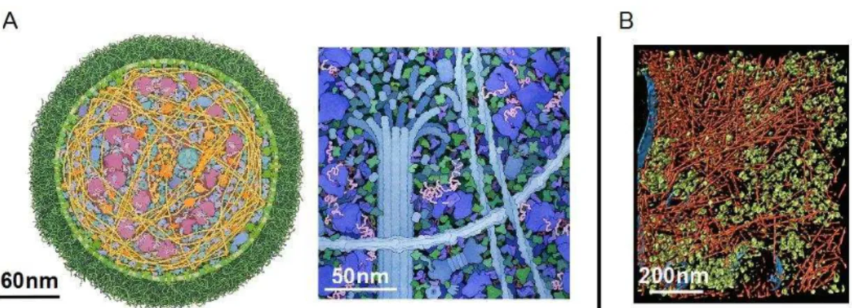 Figure  1.  (A)  Representation  of  internal  cellular  environments.  (Left)  Section  of  a  Mycoplasma  mycoide  cell  showing  DNA  (yellow  filaments),  DNA  polymerases  (yellow  round shape molecules) and ribosomes (purple molecules)