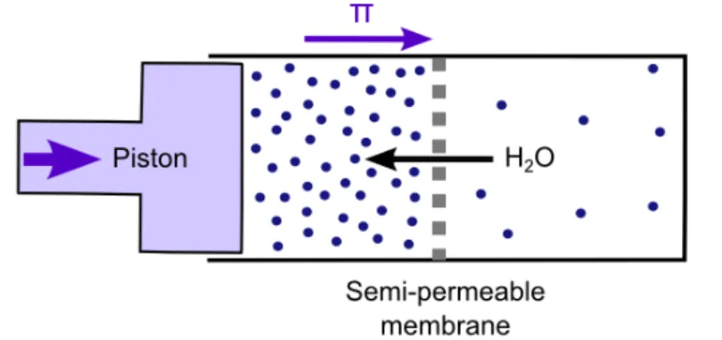 Figure  8.  Osmosis  equilibration  triggered  by  water  flow  through  a  semi-permeable  membrane