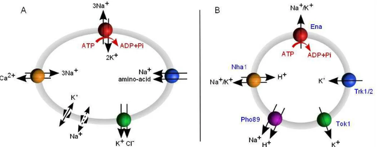 Figure 14. (A) Representation of major ion channels in mammalian cells. the Na + /K + -ATPase 