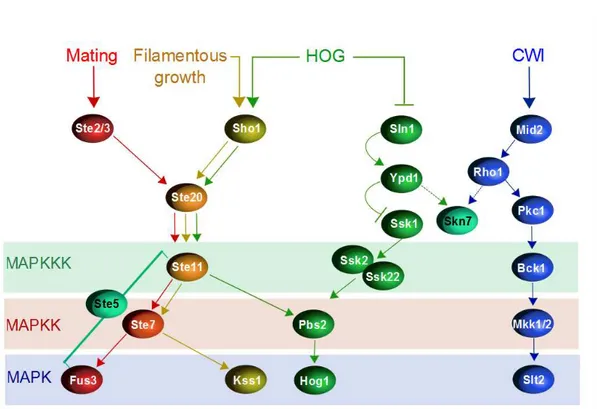 Figure   16 ,  the  MAPK  pathways  often  share  components,  but  cross-activation,  although  possible  in  principle,  is  not  usually  observed  [97]