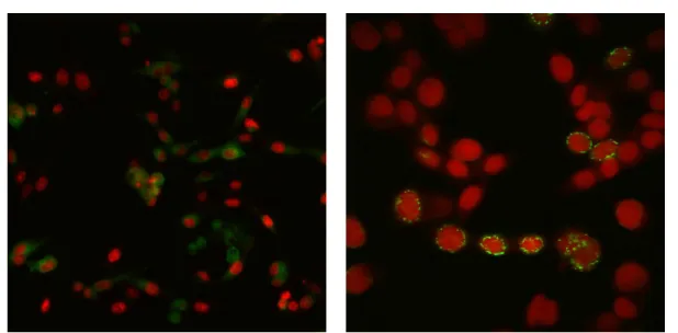 Figure 1.1: Two-channels Confocal microscopy images of cells under two different conditions using different optical magnification factors.