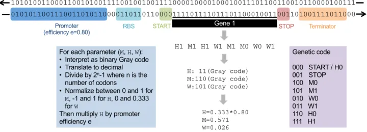 Figure 2.6: Aevol genetic code. Here we use an example of a functioning gene from an Aevol individual to explain the transcription and the translation processes
