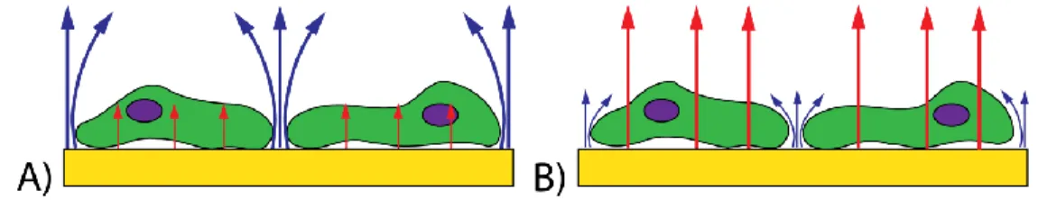 Figure  1-12  :  Prédominance  de  la  voie :  A)  paracellulaire  à  basse  fréquence  ou  b)  transcellulaire  à  haute fréquence