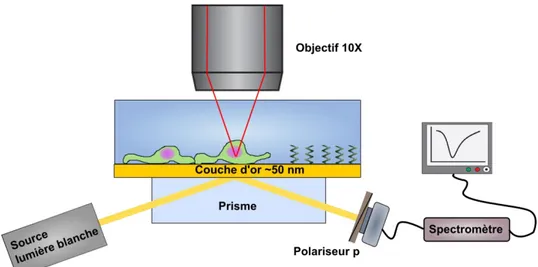 Figure 2-3 : Système SPR spectral installé sur les 2 faces libres du prisme (rotation de 90 degrés  par  rapport à la figure 2-1) et objectif de microscope 10X pour l’observation de cellules