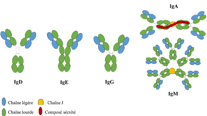 Figure 2-1 : Schématisation des différents isotypes des immunoglobulines chez les mammifères  