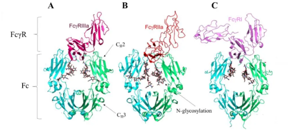 Figure 2-8 : Modèles présentant l'interaction entre les récepteurs Fcγ et la portion Fc de l'anticorps