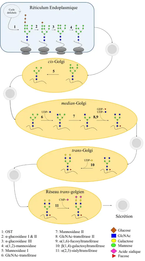 Figure 2-13 : Schématisation des étapes de la N-glycosylation dans les cellules de mammifère