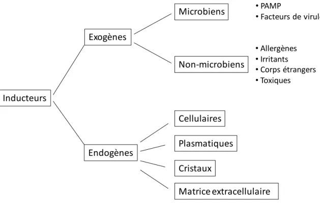 Figure I.2 : représentation des différents inducteurs en formes exogènes et endogènes 