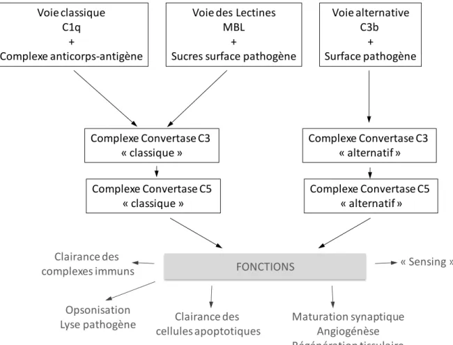 Figure I.4 : Représentation schématique de l’activation du complément et de ses fonctions (Adapté  de Ricklin et al,