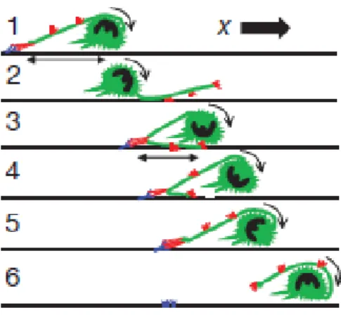 Figure  I.5 : Décomposition  des  différentes  phases  du  processus  physique  de  la phase  de  « rolling »  d’un  neutrophile  reposant  sur  l’utilisation  d’une  excroissance  de  la  membrane  comportant  de  nombreuses  molécules  de  LFA-1  qui  es