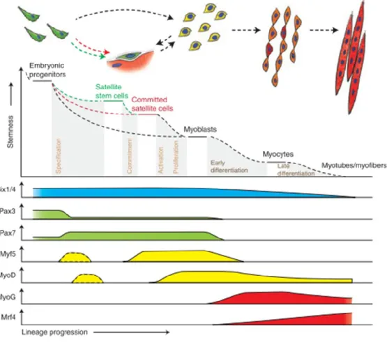 Figure  3 :  Hierarchy  of  transcription  factors  regulating  progression  through  the  myogenic  lineage
