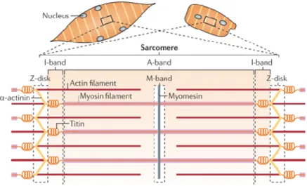 Figure 4 : Striated muscle structure. The contractile machinery of skeletal muscle syncytial  myotubes  (left)  and  single  cardiomyocytes  (right)  is  formed  from  long  arrays  of  sarcomere  units,  which  are  joined  into  myofibrils