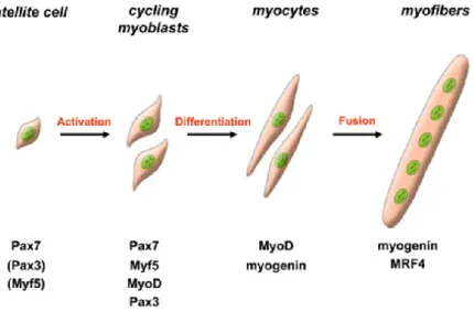 Figure 6 : Schematic representation of adult myogenesis. Quiescent skeletal muscle satellite  cell can become activated following stimuli originating from their associated fiber or from the  micro-environment