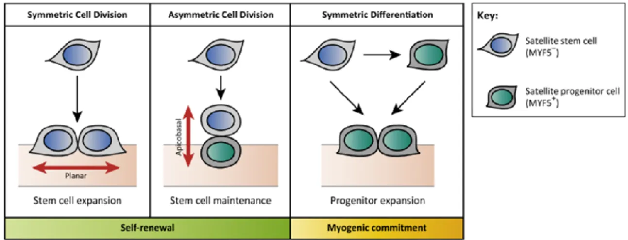 Figure  8 :  Modes  of  Satellite  Stem  Cell  Division.  Satellite  stem  cells  can  self-renew  via  symmetric or asymmetric cell divisions
