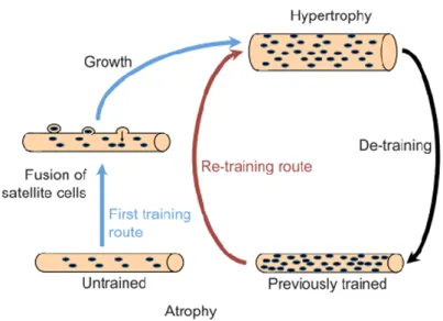 Figure 11 : A new model for the cell biology of hypertrophy and atrophy. For naive fibers and  preceding  hypertrophic  growth,  myonuclei  are  recruited  from  satellite  cells,  temporarily  reducing the myonuclear domain volume, leading to a large fibe