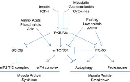 Figure  12 :  Signaling  pathways  coordinate  muscle  protein  balance.  Anabolic  and  catabolic  stimuli are integrated through the PKB/Akt-mTORC1 signaling to regulate mechanisms that  control muscle protein synthesis and breakdown